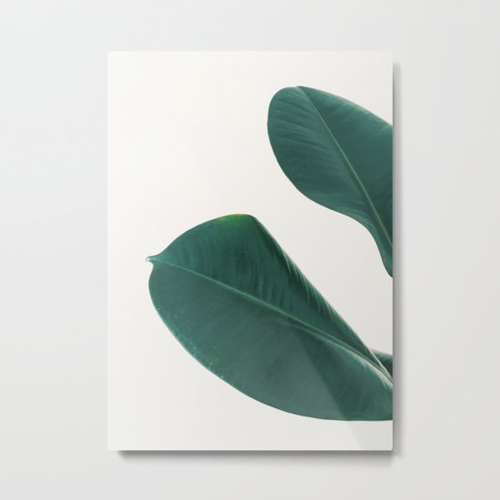 Rubber Fig Leaves I Metal Print