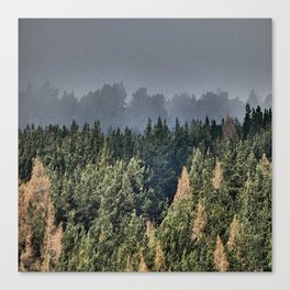  Scottish Highland Pine Forest in the Spring Rain in I Art Canvas Print