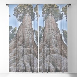 Redwood big II portrait size; redwoods of California; John Muir woods giant trees nature landscape color photograph / photography Sheer Curtain