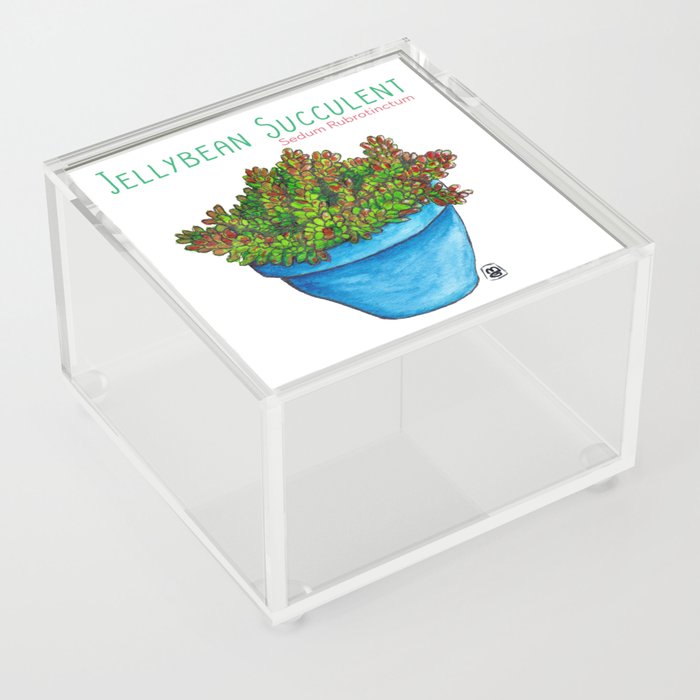 Jellybean Succulent Acrylic Box