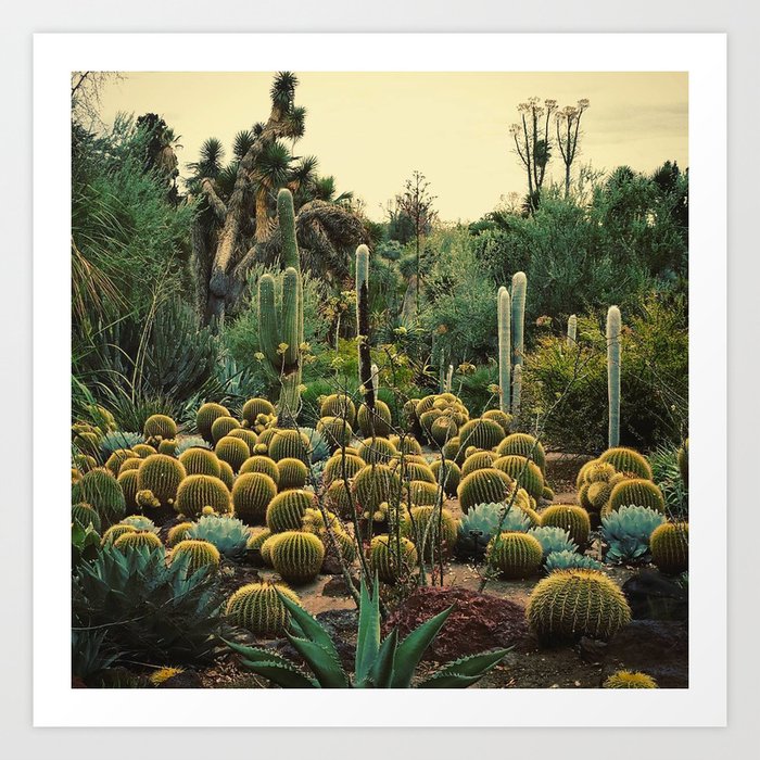 Cactus garden, 1 Art Print