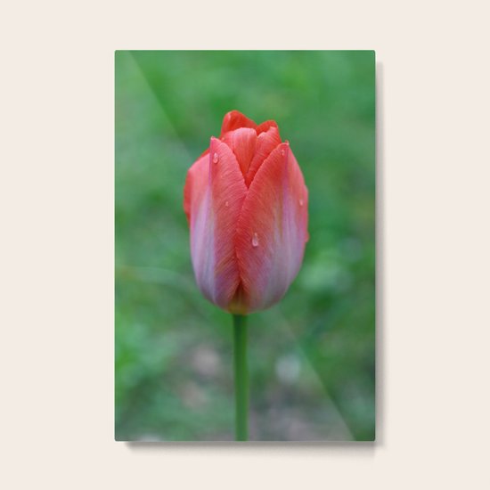 Tulip Metal Print
