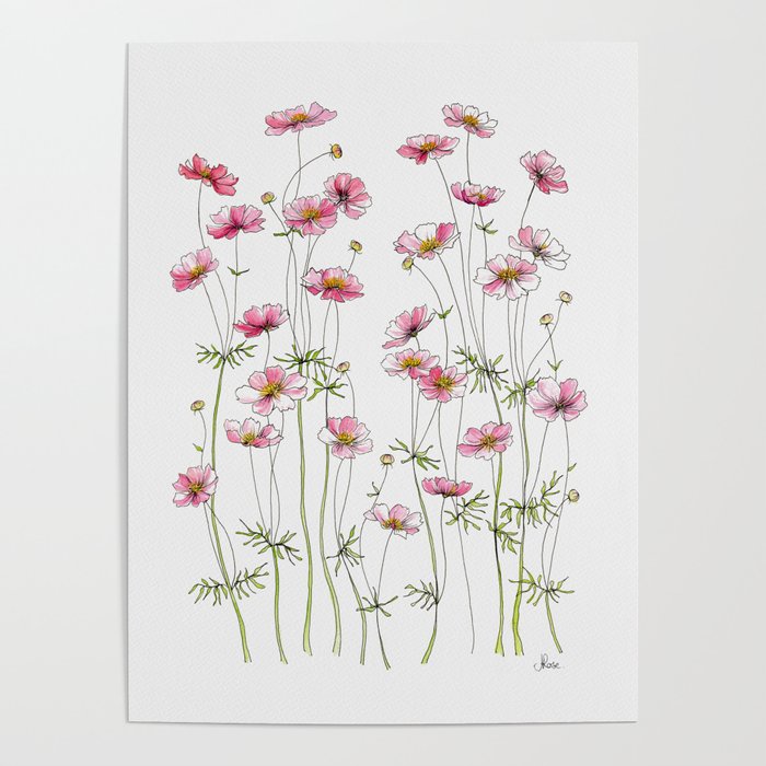 Pink Cosmos Flowers Poster