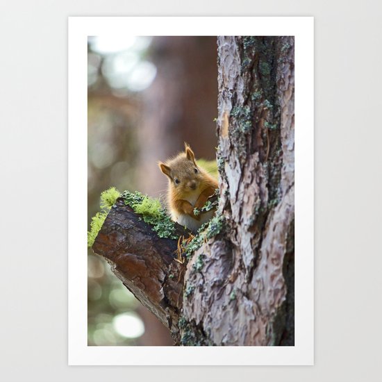 Baby Red Squirrel Art Print