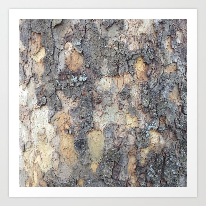 Abstracts in Nature Series -- Sycamore Bark Art Print