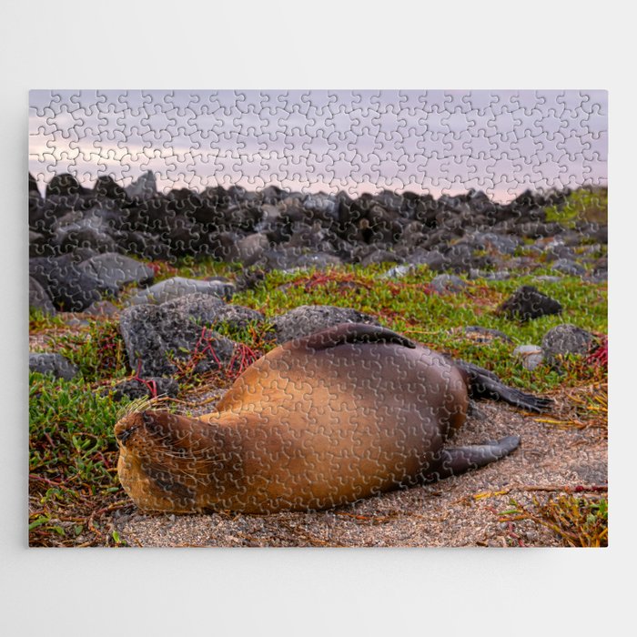 Sleeping Galápagos sea lion Jigsaw Puzzle