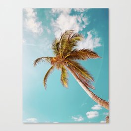 Tall Palm Tree in Tulum Mexico Canvas Print