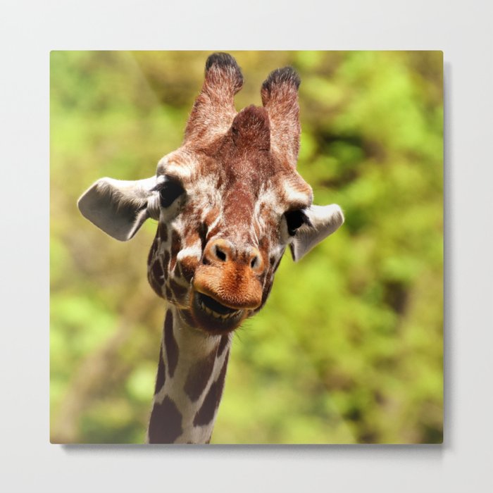 South Africa Photography - Giraffe Smiling Metal Print
