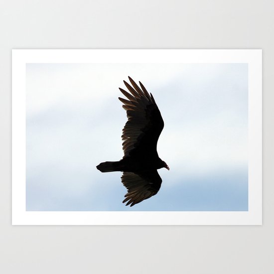 Turkey Vulture in Flight Art Print