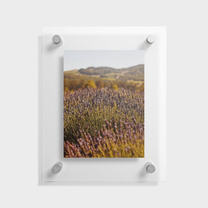Lavender Fields IV Floating Acrylic Print