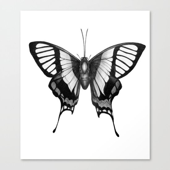 Butterfly Wings Canvas Print
