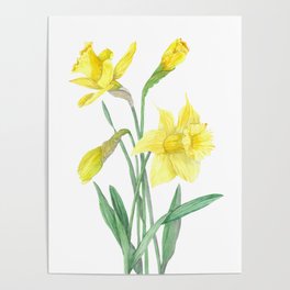 Watercolor Yellow Daffodil Poster