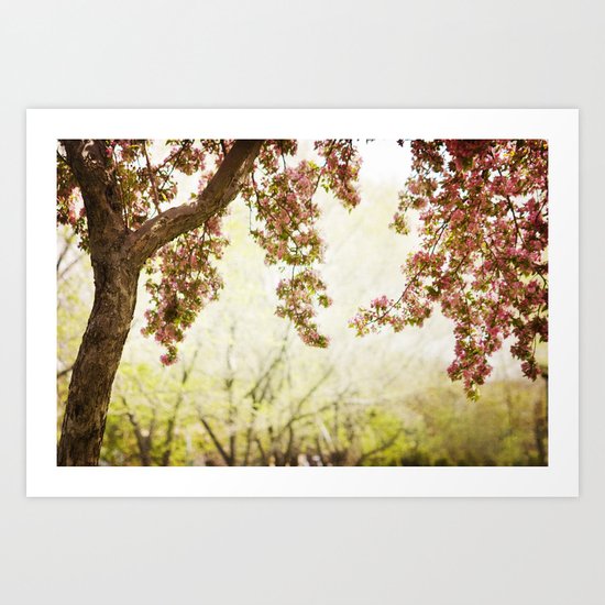 Pink Blossoms Overhead Art Print