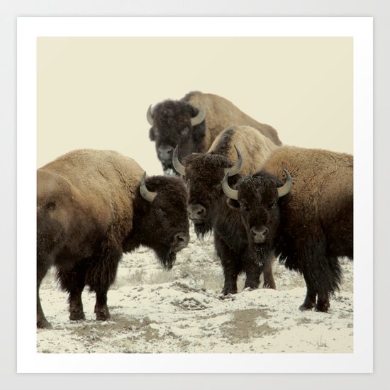American Buffalo Art Print