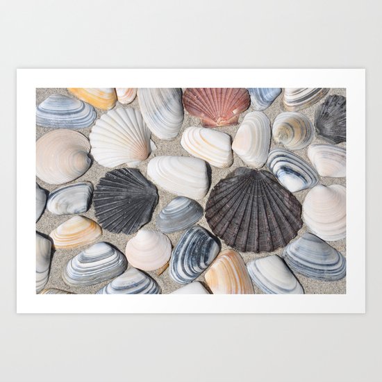 Seashell Art Print