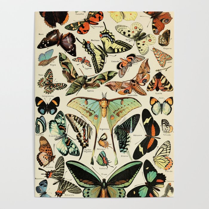 French Vintage Butterflies Chart Adolphe Millot Papillons Larousse Pour Tous Cozy Boho Maximalist Poster