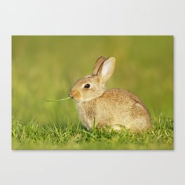Cute European baby rabbit  Canvas Print