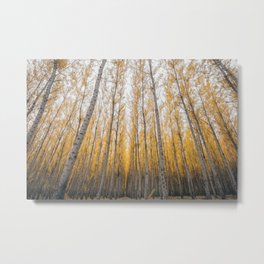 Boardman Trees Metal Print | Oregon, Pnw, Trees, Color, Autumn, Nature, Photo, Wanderlust, Forest, Digital 