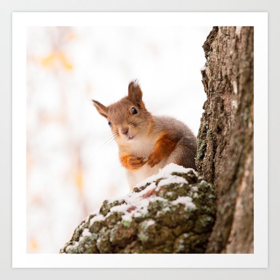 Squirrel in first snow Art Print