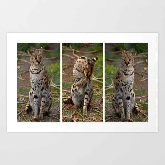 Serval Triptych Art Print