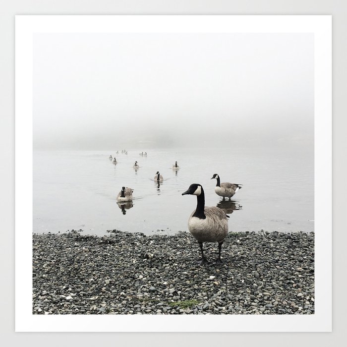 Canadian Geese + Fog Art Print