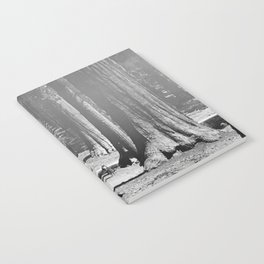 Vintage Walking amid the California Redwood Giants on a sunny forest afternoon nature black and white photograph - photography - photographs Notebook