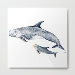 Risso´s Dolphin Metal Print