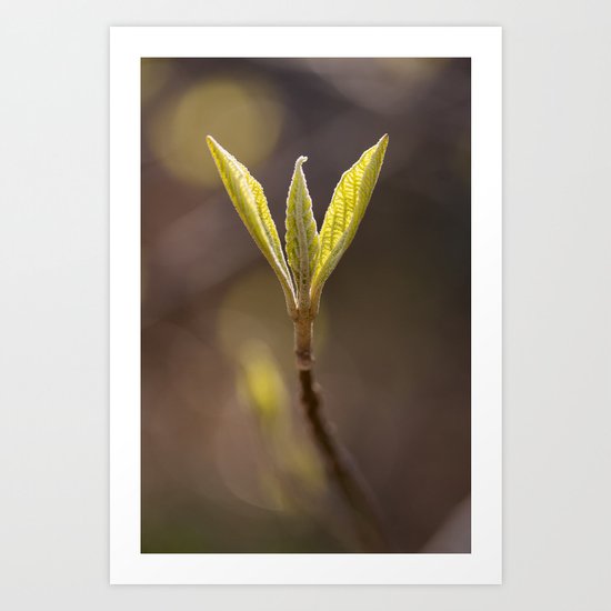 Spring Bud Art Print