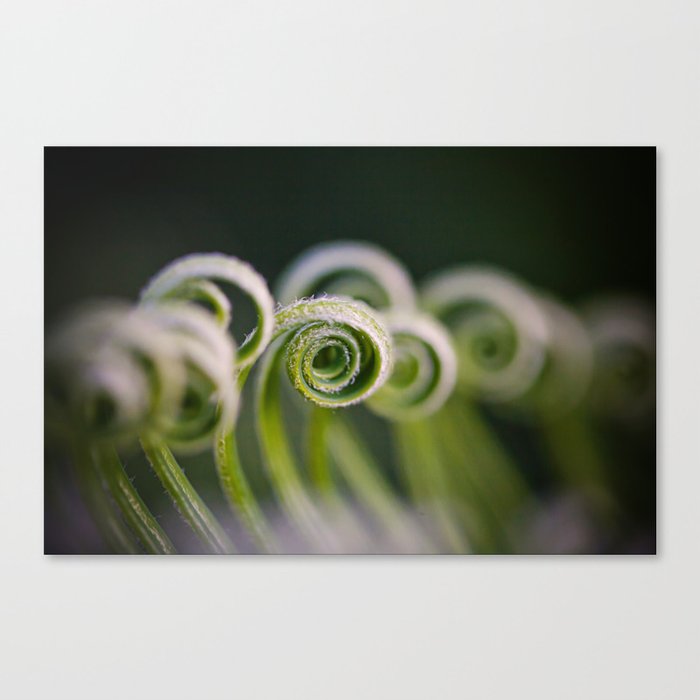 Curly Canvas Print