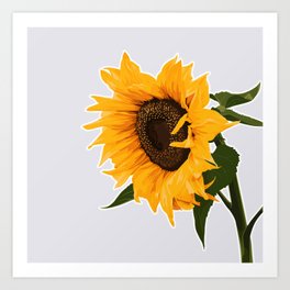 sunflower detail Art Print