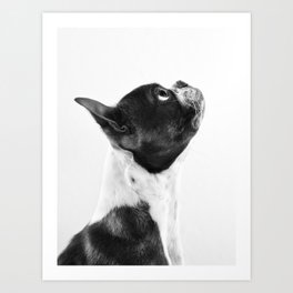 Boston Terrier Profile Art Print