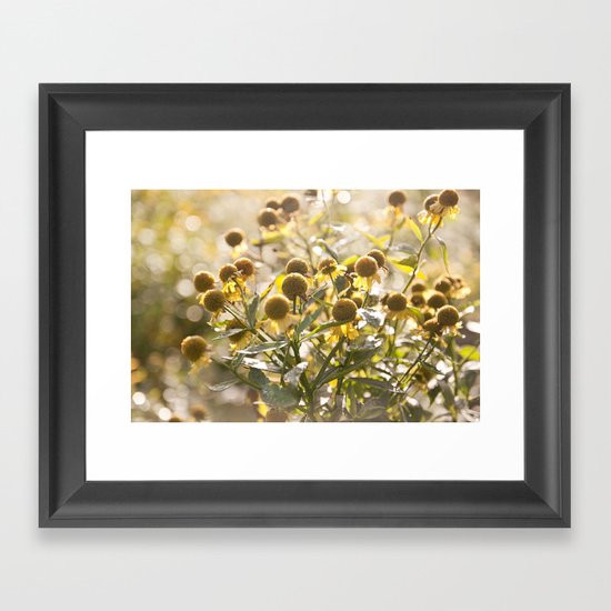 Flowers in Mt. Rogers, Virginia Framed Art Print