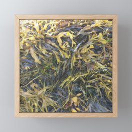 Seaweed Framed Mini Art Print