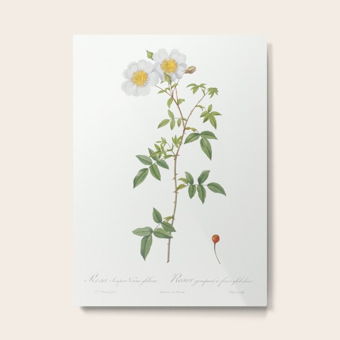 Rosa sempervirens also known as Climbing Rose with Globose Fruit (Rosa