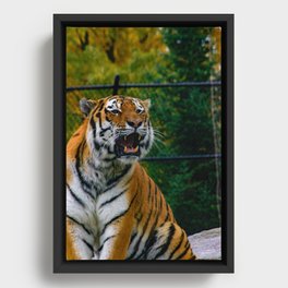 Amur Tiger Roaring Framed Canvas