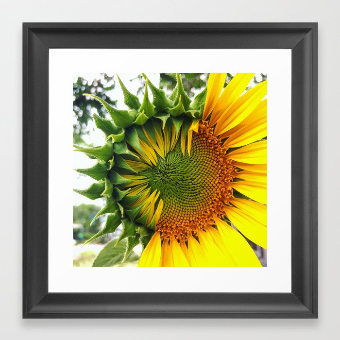Sunflower Meditation / Partly Sunny  Framed Art Print