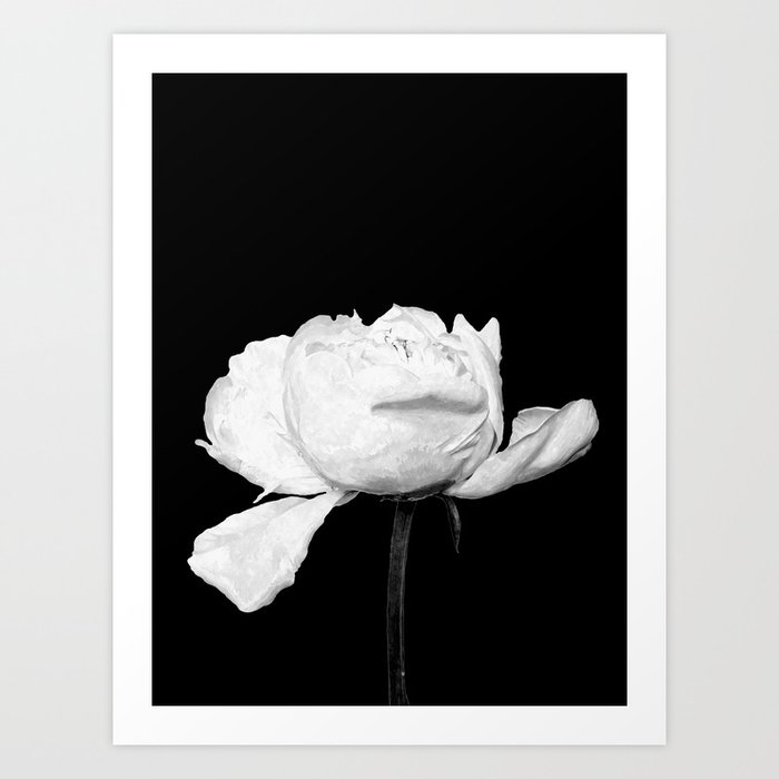 White Peony Black Background Art Print