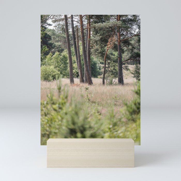 Dutch Pine Trees at Meadow Mini Art Print