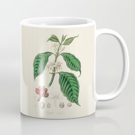 Coffee Bean Antique Botanical Illustration Coffee Mug