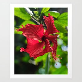 Tropical Plant, Hibiscus Flower Art Print