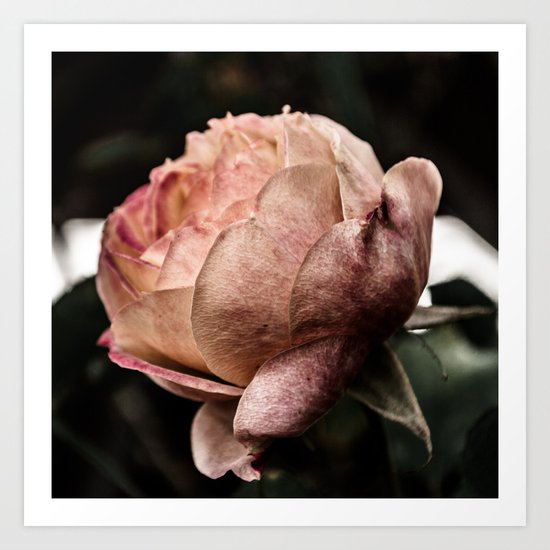 Blooming Rose Art Print