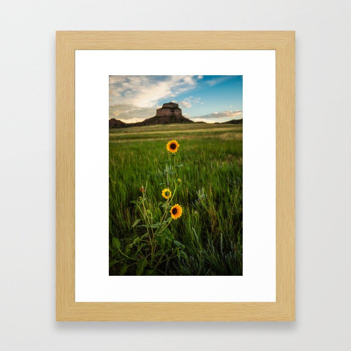 Sunflowers on the Western Prairie - Flowers and Landscape Near Scottsbluff Nebraska Framed Art Print