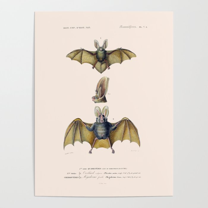 Vintage Chiroptera Poster