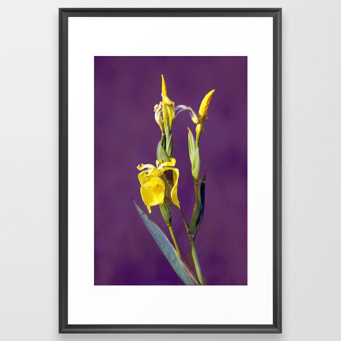 Yellow iris blossom Framed Art Print
