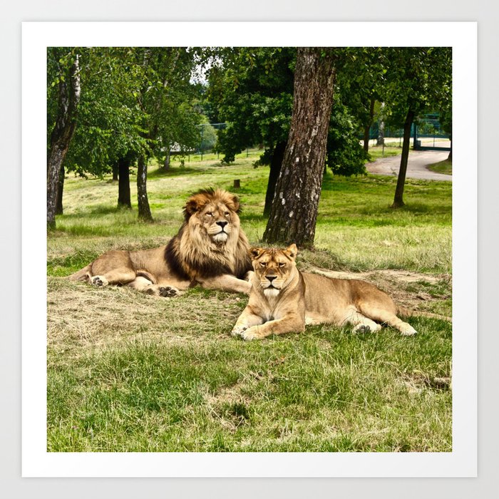 South Africa Photography - Two Beautiful Lions Laying On The Grass Art Print
