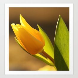 Shimmering Beutiful Yellow Tulip - Sunny Spring Scene #decor #society6 #buyart Art Print