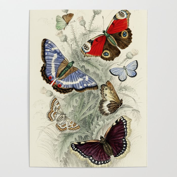 Vintage Butterfly Illustration by Oliver Goldsmith Poster
