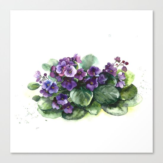 Senpolia viola violet flowers watercolor Canvas Print