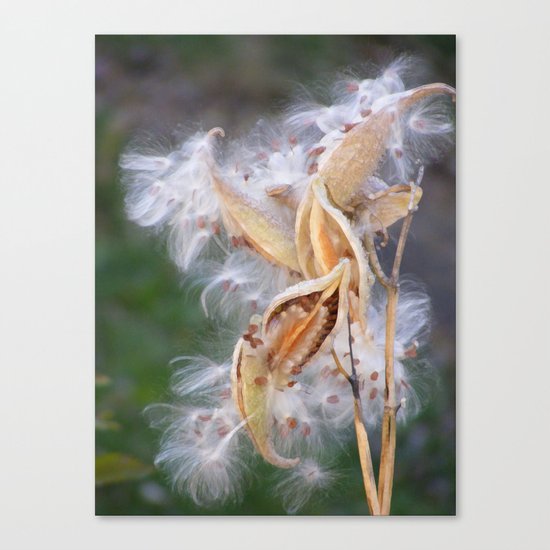 Milkweed Canvas Print