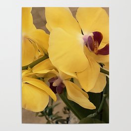 Lemon-Yellow Orchids Exquisite Floral Close-Up Poster